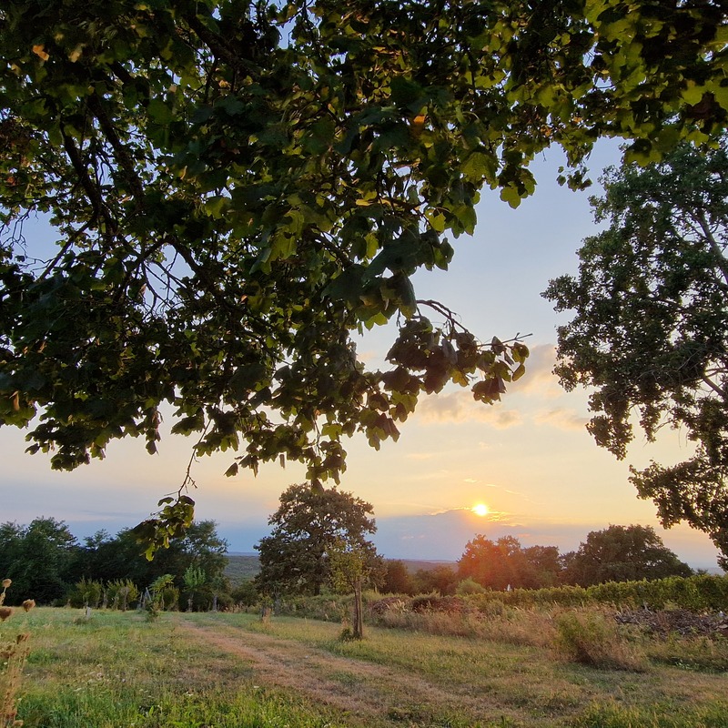 Im Sommer am Hannersberg beim Hochzeitsberg
