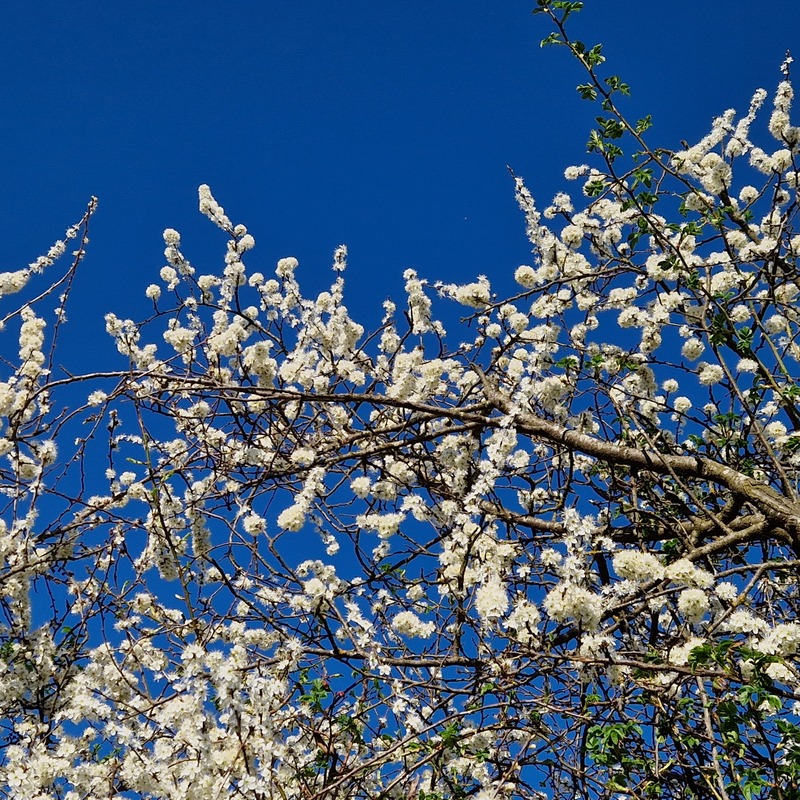 Frühling