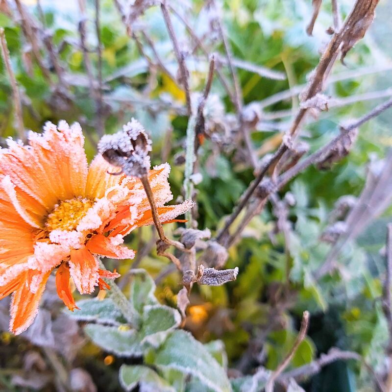 Ringelblume als Eiskönigin im Langerhof