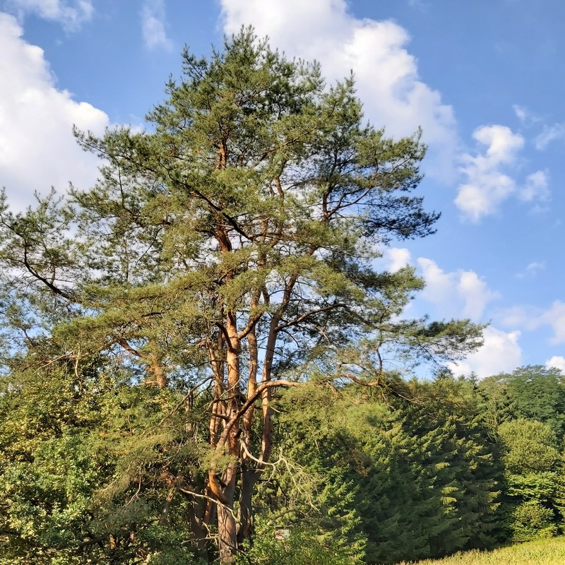 Baum-Persönlichkeit im Wald bei Hannersdorf