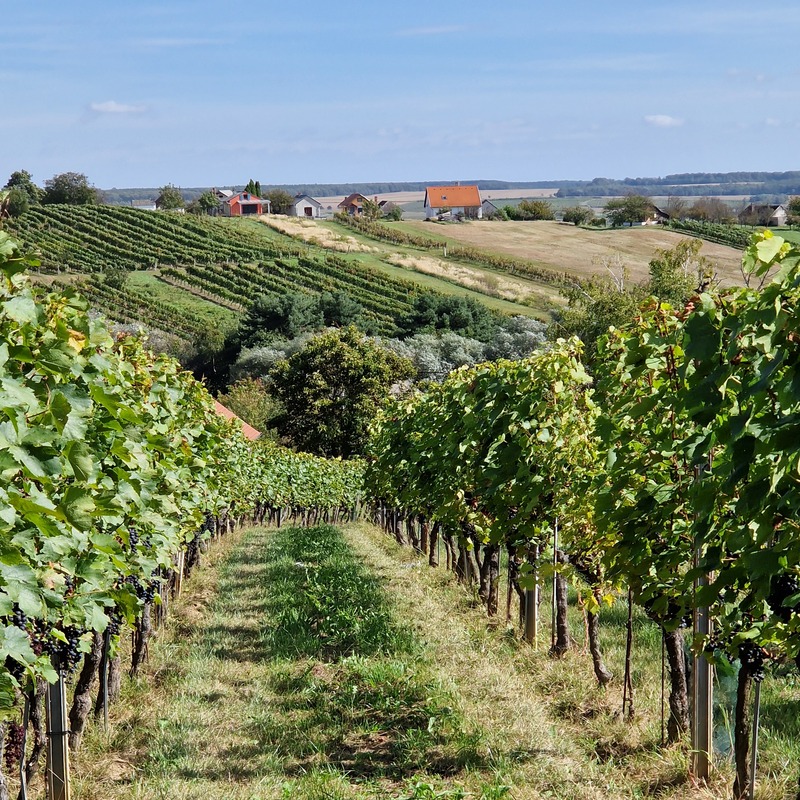 Weinbergblick nach Ungarn